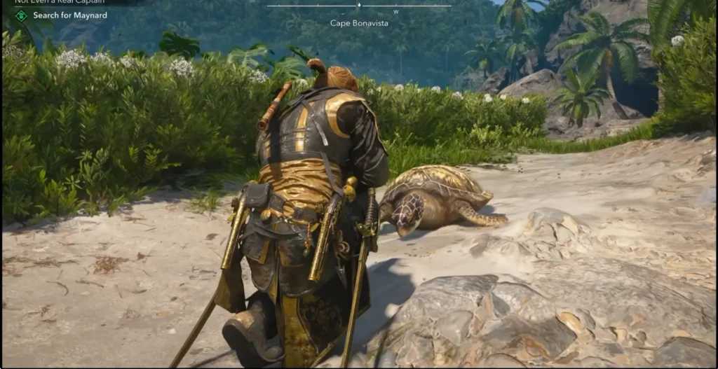 turtle