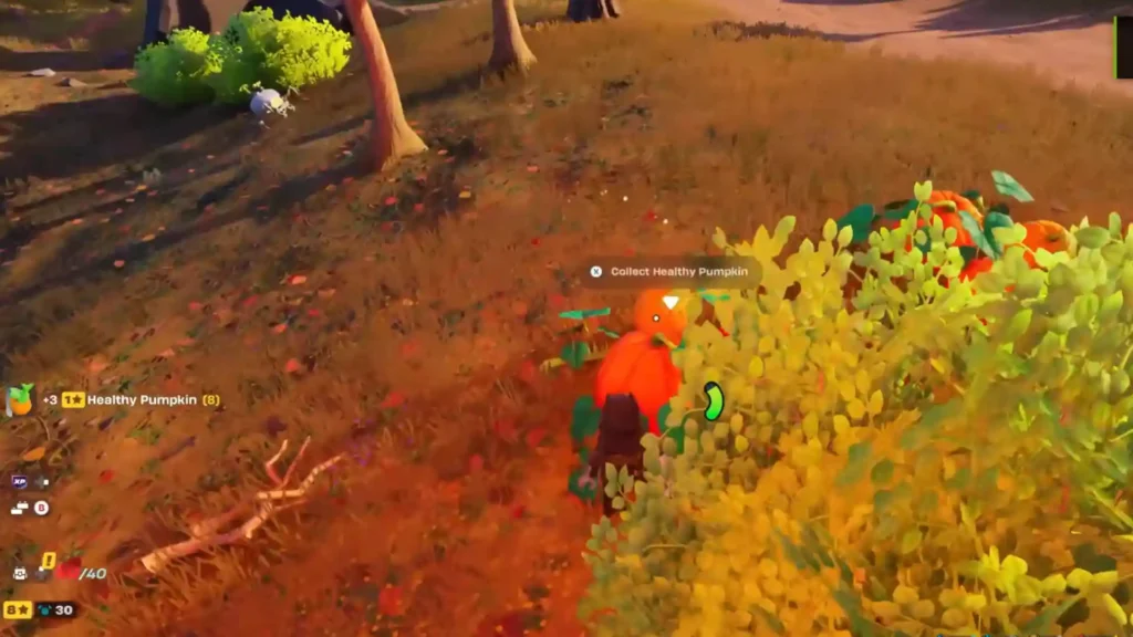 Collecting pumpkin